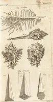 An illustration from A new and complete dictionary of arts and sciences : comprehending all the branches of useful knowledge, with accurate descriptions as well of the various machines, instruments, tools, figures, and schemes necessary for illustrating them, as of the classes, kinds, preparations, and uses of natural productions, whether animals, vegetables, minerals, fossils, or fluids : together with the kingdoms, provinces, cities, towns, and other remarkable places throughout the world : illustrated with above three hundred copper-plates, engraved by Mr. Jefferys, geographer to His Majesty : the whole extracted from the best authors in all languages (1763)