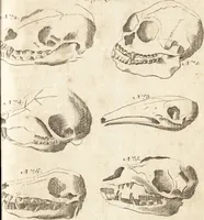 An illustration from A new and complete dictionary of arts and sciences : comprehending all the branches of useful knowledge, with accurate descriptions as well of the various machines, instruments, tools, figures, and schemes necessary for illustrating them, as of the classes, kinds, preparations, and uses of natural productions, whether animals, vegetables, minerals, fossils, or fluids : together with the kingdoms, provinces, cities, towns, and other remarkable places throughout the world : illustrated with above three hundred copper-plates, engraved by Mr. Jefferys, geographer to His Majesty : the whole extracted from the best authors in all languages (1763)