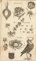 An illustration from A new and complete dictionary of arts and sciences : comprehending all the branches of useful knowledge, with accurate descriptions as well of the various machines, instruments, tools, figures, and schemes necessary for illustrating them, as of the classes, kinds, preparations, and uses of natural productions, whether animals, vegetables, minerals, fossils, or fluids : together with the kingdoms, provinces, cities, towns, and other remarkable places throughout the world : illustrated with above three hundred copper-plates, engraved by Mr. Jefferys, geographer to His Majesty : the whole extracted from the best authors in all languages (1763)