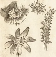 An illustration from A new and complete dictionary of arts and sciences : comprehending all the branches of useful knowledge, with accurate descriptions as well of the various machines, instruments, tools, figures, and schemes necessary for illustrating them, as of the classes, kinds, preparations, and uses of natural productions, whether animals, vegetables, minerals, fossils, or fluids : together with the kingdoms, provinces, cities, towns, and other remarkable places throughout the world : illustrated with above three hundred copper-plates, engraved by Mr. Jefferys, geographer to His Majesty : the whole extracted from the best authors in all languages (1763)