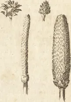 An illustration from A new and complete dictionary of arts and sciences : comprehending all the branches of useful knowledge, with accurate descriptions as well of the various machines, instruments, tools, figures, and schemes necessary for illustrating them, as of the classes, kinds, preparations, and uses of natural productions, whether animals, vegetables, minerals, fossils, or fluids : together with the kingdoms, provinces, cities, towns, and other remarkable places throughout the world : illustrated with above three hundred copper-plates, engraved by Mr. Jefferys, geographer to His Majesty : the whole extracted from the best authors in all languages (1763)