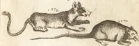 An illustration from A new and complete dictionary of arts and sciences : comprehending all the branches of useful knowledge, with accurate descriptions as well of the various machines, instruments, tools, figures, and schemes necessary for illustrating them, as of the classes, kinds, preparations, and uses of natural productions, whether animals, vegetables, minerals, fossils, or fluids : together with the kingdoms, provinces, cities, towns, and other remarkable places throughout the world : illustrated with above three hundred copper-plates, engraved by Mr. Jefferys, geographer to His Majesty : the whole extracted from the best authors in all languages (1763)