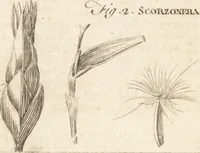 An illustration from A new and complete dictionary of arts and sciences : comprehending all the branches of useful knowledge, with accurate descriptions as well of the various machines, instruments, tools, figures, and schemes necessary for illustrating them, as of the classes, kinds, preparations, and uses of natural productions, whether animals, vegetables, minerals, fossils, or fluids : together with the kingdoms, provinces, cities, towns, and other remarkable places throughout the world : illustrated with above three hundred copper-plates, engraved by Mr. Jefferys, geographer to His Majesty : the whole extracted from the best authors in all languages (1763)