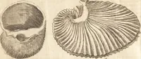 An illustration from A new and complete dictionary of arts and sciences : comprehending all the branches of useful knowledge, with accurate descriptions as well of the various machines, instruments, tools, figures, and schemes necessary for illustrating them, as of the classes, kinds, preparations, and uses of natural productions, whether animals, vegetables, minerals, fossils, or fluids : together with the kingdoms, provinces, cities, towns, and other remarkable places throughout the world : illustrated with above three hundred copper-plates, engraved by Mr. Jefferys, geographer to His Majesty : the whole extracted from the best authors in all languages (1763)