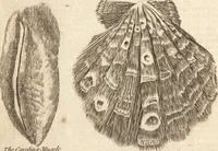 An illustration from A new and complete dictionary of arts and sciences : comprehending all the branches of useful knowledge, with accurate descriptions as well of the various machines, instruments, tools, figures, and schemes necessary for illustrating them, as of the classes, kinds, preparations, and uses of natural productions, whether animals, vegetables, minerals, fossils, or fluids : together with the kingdoms, provinces, cities, towns, and other remarkable places throughout the world : illustrated with above three hundred copper-plates, engraved by Mr. Jefferys, geographer to His Majesty : the whole extracted from the best authors in all languages (1763)