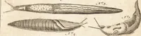 An illustration from A new and complete dictionary of arts and sciences : comprehending all the branches of useful knowledge, with accurate descriptions as well of the various machines, instruments, tools, figures, and schemes necessary for illustrating them, as of the classes, kinds, preparations, and uses of natural productions, whether animals, vegetables, minerals, fossils, or fluids : together with the kingdoms, provinces, cities, towns, and other remarkable places throughout the world : illustrated with above three hundred copper-plates, engraved by Mr. Jefferys, geographer to His Majesty : the whole extracted from the best authors in all languages (1763)