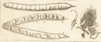 An illustration from A new and complete dictionary of arts and sciences : comprehending all the branches of useful knowledge, with accurate descriptions as well of the various machines, instruments, tools, figures, and schemes necessary for illustrating them, as of the classes, kinds, preparations, and uses of natural productions, whether animals, vegetables, minerals, fossils, or fluids : together with the kingdoms, provinces, cities, towns, and other remarkable places throughout the world : illustrated with above three hundred copper-plates, engraved by Mr. Jefferys, geographer to His Majesty : the whole extracted from the best authors in all languages (1763)