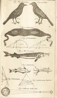 An illustration from A new and complete dictionary of arts and sciences : comprehending all the branches of useful knowledge, with accurate descriptions as well of the various machines, instruments, tools, figures, and schemes necessary for illustrating them, as of the classes, kinds, preparations, and uses of natural productions, whether animals, vegetables, minerals, fossils, or fluids : together with the kingdoms, provinces, cities, towns, and other remarkable places throughout the world : illustrated with above three hundred copper-plates, engraved by Mr. Jefferys, geographer to His Majesty : the whole extracted from the best authors in all languages (1763)