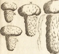 An illustration from A new and complete dictionary of arts and sciences : comprehending all the branches of useful knowledge, with accurate descriptions as well of the various machines, instruments, tools, figures, and schemes necessary for illustrating them, as of the classes, kinds, preparations, and uses of natural productions, whether animals, vegetables, minerals, fossils, or fluids : together with the kingdoms, provinces, cities, towns, and other remarkable places throughout the world : illustrated with above three hundred copper-plates, engraved by Mr. Jefferys, geographer to His Majesty : the whole extracted from the best authors in all languages (1763)