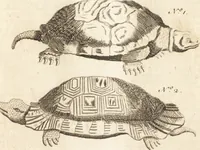 An illustration from A new and complete dictionary of arts and sciences : comprehending all the branches of useful knowledge, with accurate descriptions as well of the various machines, instruments, tools, figures, and schemes necessary for illustrating them, as of the classes, kinds, preparations, and uses of natural productions, whether animals, vegetables, minerals, fossils, or fluids : together with the kingdoms, provinces, cities, towns, and other remarkable places throughout the world : illustrated with above three hundred copper-plates, engraved by Mr. Jefferys, geographer to His Majesty : the whole extracted from the best authors in all languages (1763)