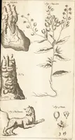 An illustration from A new and complete dictionary of arts and sciences : comprehending all the branches of useful knowledge, with accurate descriptions as well of the various machines, instruments, tools, figures, and schemes necessary for illustrating them, as of the classes, kinds, preparations, and uses of natural productions, whether animals, vegetables, minerals, fossils, or fluids : together with the kingdoms, provinces, cities, towns, and other remarkable places throughout the world : illustrated with above three hundred copper-plates, engraved by Mr. Jefferys, geographer to His Majesty : the whole extracted from the best authors in all languages (1763)