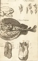 An illustration from A new and complete dictionary of arts and sciences : comprehending all the branches of useful knowledge, with accurate descriptions as well of the various machines, instruments, tools, figures, and schemes necessary for illustrating them, as of the classes, kinds, preparations, and uses of natural productions, whether animals, vegetables, minerals, fossils, or fluids : together with the kingdoms, provinces, cities, towns, and other remarkable places throughout the world : illustrated with above three hundred copper-plates, engraved by Mr. Jefferys, geographer to His Majesty : the whole extracted from the best authors in all languages (1763)