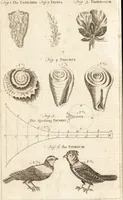 An illustration from A new and complete dictionary of arts and sciences : comprehending all the branches of useful knowledge, with accurate descriptions as well of the various machines, instruments, tools, figures, and schemes necessary for illustrating them, as of the classes, kinds, preparations, and uses of natural productions, whether animals, vegetables, minerals, fossils, or fluids : together with the kingdoms, provinces, cities, towns, and other remarkable places throughout the world : illustrated with above three hundred copper-plates, engraved by Mr. Jefferys, geographer to His Majesty : the whole extracted from the best authors in all languages (1763)