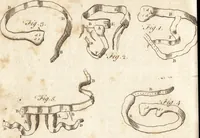 An illustration from A new and complete dictionary of arts and sciences : comprehending all the branches of useful knowledge, with accurate descriptions as well of the various machines, instruments, tools, figures, and schemes necessary for illustrating them, as of the classes, kinds, preparations, and uses of natural productions, whether animals, vegetables, minerals, fossils, or fluids : together with the kingdoms, provinces, cities, towns, and other remarkable places throughout the world : illustrated with above three hundred copper-plates, engraved by Mr. Jefferys, geographer to His Majesty : the whole extracted from the best authors in all languages (1763)