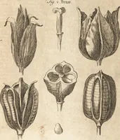 An illustration from A new and complete dictionary of arts and sciences : comprehending all the branches of useful knowledge, with accurate descriptions as well of the various machines, instruments, tools, figures, and schemes necessary for illustrating them, as of the classes, kinds, preparations, and uses of natural productions, whether animals, vegetables, minerals, fossils, or fluids : together with the kingdoms, provinces, cities, towns, and other remarkable places throughout the world : illustrated with above three hundred copper-plates, engraved by Mr. Jefferys, geographer to His Majesty : the whole extracted from the best authors in all languages (1763)