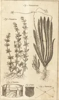 An illustration from A new and complete dictionary of arts and sciences : comprehending all the branches of useful knowledge, with accurate descriptions as well of the various machines, instruments, tools, figures, and schemes necessary for illustrating them, as of the classes, kinds, preparations, and uses of natural productions, whether animals, vegetables, minerals, fossils, or fluids : together with the kingdoms, provinces, cities, towns, and other remarkable places throughout the world : illustrated with above three hundred copper-plates, engraved by Mr. Jefferys, geographer to His Majesty : the whole extracted from the best authors in all languages (1763)