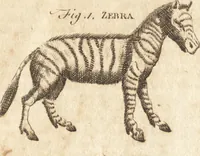 An illustration from A new and complete dictionary of arts and sciences : comprehending all the branches of useful knowledge, with accurate descriptions as well of the various machines, instruments, tools, figures, and schemes necessary for illustrating them, as of the classes, kinds, preparations, and uses of natural productions, whether animals, vegetables, minerals, fossils, or fluids : together with the kingdoms, provinces, cities, towns, and other remarkable places throughout the world : illustrated with above three hundred copper-plates, engraved by Mr. Jefferys, geographer to His Majesty : the whole extracted from the best authors in all languages (1763)