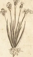 An illustration from A new and complete dictionary of arts and sciences : comprehending all the branches of useful knowledge, with accurate descriptions as well of the various machines, instruments, tools, figures, and schemes necessary for illustrating them, as of the classes, kinds, preparations, and uses of natural productions, whether animals, vegetables, minerals, fossils, or fluids : together with the kingdoms, provinces, cities, towns, and other remarkable places throughout the world : illustrated with above three hundred copper-plates, engraved by Mr. Jefferys, geographer to His Majesty : the whole extracted from the best authors in all languages (1763)