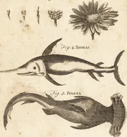 An illustration from A new and complete dictionary of arts and sciences : comprehending all the branches of useful knowledge, with accurate descriptions as well of the various machines, instruments, tools, figures, and schemes necessary for illustrating them, as of the classes, kinds, preparations, and uses of natural productions, whether animals, vegetables, minerals, fossils, or fluids : together with the kingdoms, provinces, cities, towns, and other remarkable places throughout the world : illustrated with above three hundred copper-plates, engraved by Mr. Jefferys, geographer to His Majesty : the whole extracted from the best authors in all languages (1763)