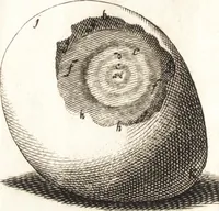 An illustration from Observationes et historiae omnes & singulae è Guijielmi Harvei libello De generatione animalium excerptae, & in accuratissimum ordinem redactae : item Wilhelmi Langly De generatione animalium observationes quaedam : accedunt Ovi faecundi singulis ab incubatione diebus factae inspectiones : ut et Observationum anatomico-med. decades quatuor, denique Cadavara balsamo condiendi modus (1674)