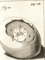 An illustration from Observationes et historiae omnes & singulae è Guijielmi Harvei libello De generatione animalium excerptae, & in accuratissimum ordinem redactae : item Wilhelmi Langly De generatione animalium observationes quaedam : accedunt Ovi faecundi singulis ab incubatione diebus factae inspectiones : ut et Observationum anatomico-med. decades quatuor, denique Cadavara balsamo condiendi modus (1674)
