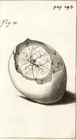An illustration from Observationes et historiae omnes & singulae è Guijielmi Harvei libello De generatione animalium excerptae, & in accuratissimum ordinem redactae : item Wilhelmi Langly De generatione animalium observationes quaedam : accedunt Ovi faecundi singulis ab incubatione diebus factae inspectiones : ut et Observationum anatomico-med. decades quatuor, denique Cadavara balsamo condiendi modus (1674)
