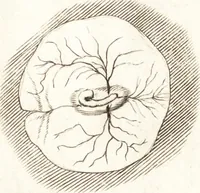 An illustration from Observationes et historiae omnes & singulae è Guijielmi Harvei libello De generatione animalium excerptae, & in accuratissimum ordinem redactae : item Wilhelmi Langly De generatione animalium observationes quaedam : accedunt Ovi faecundi singulis ab incubatione diebus factae inspectiones : ut et Observationum anatomico-med. decades quatuor, denique Cadavara balsamo condiendi modus (1674)