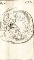 An illustration from Observationes et historiae omnes & singulae è Guijielmi Harvei libello De generatione animalium excerptae, & in accuratissimum ordinem redactae : item Wilhelmi Langly De generatione animalium observationes quaedam : accedunt Ovi faecundi singulis ab incubatione diebus factae inspectiones : ut et Observationum anatomico-med. decades quatuor, denique Cadavara balsamo condiendi modus (1674)