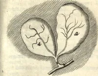 An illustration from Observationes et historiae omnes & singulae è Guijielmi Harvei libello De generatione animalium excerptae, & in accuratissimum ordinem redactae : item Wilhelmi Langly De generatione animalium observationes quaedam : accedunt Ovi faecundi singulis ab incubatione diebus factae inspectiones : ut et Observationum anatomico-med. decades quatuor, denique Cadavara balsamo condiendi modus (1674)
