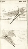 Picture 7 of 8 from Observationes et historiae omnes & singulae è Guijielmi Harvei libello De generatione animalium excerptae, & in accuratissimum ordinem redactae : item Wilhelmi Langly De generatione animalium observationes quaedam : accedunt Ovi faecundi singulis ab incubatione diebus factae inspectiones : ut et Observationum anatomico-med. decades quatuor, denique Cadavara balsamo condiendi modus (1674), leaf 262