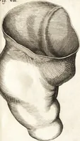 An illustration from Observationes et historiae omnes & singulae è Guijielmi Harvei libello De generatione animalium excerptae, & in accuratissimum ordinem redactae : item Wilhelmi Langly De generatione animalium observationes quaedam : accedunt Ovi faecundi singulis ab incubatione diebus factae inspectiones : ut et Observationum anatomico-med. decades quatuor, denique Cadavara balsamo condiendi modus (1674)