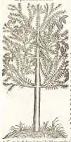 Picture 8 of 42 from Les observations de plvsievrs singvlaritez et choses memorables, trouuées en Grece, Asie, Iudée, Egypte, Arabie, & autres pays estranges (1553), leaf 108