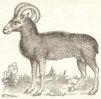 Picture 10 of 42 from Les observations de plvsievrs singvlaritez et choses memorables, trouuées en Grece, Asie, Iudée, Egypte, Arabie, & autres pays estranges (1553), leaf 137