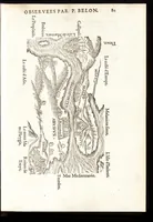 Picture 16 of 42 from Les observations de plvsievrs singvlaritez et choses memorables, trouuées en Grece, Asie, Iudée, Egypte, Arabie, & autres pays estranges (1553), leaf 186