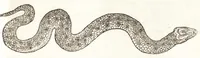 An illustration from Les observations de plvsievrs singvlaritez et choses memorables, trouuées en Grece, Asie, Iudée, Egypte, Arabie, & autres pays estranges (1553)