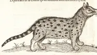 Picture 20 of 42 from Les observations de plvsievrs singvlaritez et choses memorables, trouuées en Grece, Asie, Iudée, Egypte, Arabie, & autres pays estranges (1553), leaf 217