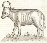 Picture 25 of 42 from Les observations de plvsievrs singvlaritez et choses memorables, trouuées en Grece, Asie, Iudée, Egypte, Arabie, & autres pays estranges (1553), leaf 266