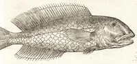 An illustration from Les observations de plvsievrs singvlaritez et choses memorables, trouuées en Grece, Asie, Iudée, Egypte, Arabie, & autres pays estranges (1553)