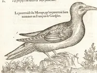 Picture 4 of 42 from Les observations de plvsievrs singvlaritez et choses memorables, trouuées en Grece, Asie, Iudée, Egypte, Arabie, & autres pays estranges (1553), leaf 47