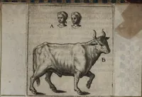 An illustration from Parnassvs cum imaginibus mvsarvm deorumq[ue] praesidum Hippocrenes : omnia depicta sunt, & distichis latinis illustrata (1601)