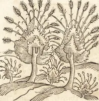An illustration from Prodigiorvm ac ostentorvm chronicon : quae praeter naturae ordinem, motum, et operationem, et in svperioribus & his inferioribus mundi regionibus, ab exordio mundi usque ad haec nostra tempora, acciderunt ... (1557)