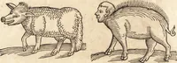 An illustration from Prodigiorvm ac ostentorvm chronicon : quae praeter naturae ordinem, motum, et operationem, et in svperioribus & his inferioribus mundi regionibus, ab exordio mundi usque ad haec nostra tempora, acciderunt ... (1557)