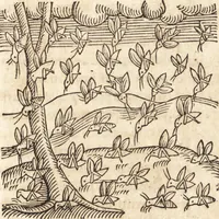 An illustration from Prodigiorvm ac ostentorvm chronicon : quae praeter naturae ordinem, motum, et operationem, et in svperioribus & his inferioribus mundi regionibus, ab exordio mundi usque ad haec nostra tempora, acciderunt ... (1557)