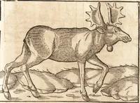 An illustration from Prodigiorvm ac ostentorvm chronicon : quae praeter naturae ordinem, motum, et operationem, et in svperioribus & his inferioribus mundi regionibus, ab exordio mundi usque ad haec nostra tempora, acciderunt ... (1557)