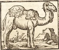 Picture 36 of 990 from Prodigiorvm ac ostentorvm chronicon : quae praeter naturae ordinem, motum, et operationem, et in svperioribus & his inferioribus mundi regionibus, ab exordio mundi usque ad haec nostra tempora, acciderunt ... (1557), leaf 30