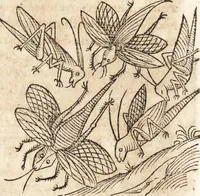 Picture 546 of 990 from Prodigiorvm ac ostentorvm chronicon : quae praeter naturae ordinem, motum, et operationem, et in svperioribus & his inferioribus mundi regionibus, ab exordio mundi usque ad haec nostra tempora, acciderunt ... (1557), leaf 367