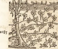 An illustration from Prodigiorvm ac ostentorvm chronicon : quae praeter naturae ordinem, motum, et operationem, et in svperioribus & his inferioribus mundi regionibus, ab exordio mundi usque ad haec nostra tempora, acciderunt ... (1557)