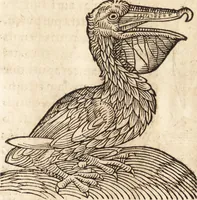 Picture 50 of 990 from Prodigiorvm ac ostentorvm chronicon : quae praeter naturae ordinem, motum, et operationem, et in svperioribus & his inferioribus mundi regionibus, ab exordio mundi usque ad haec nostra tempora, acciderunt ... (1557), leaf 40