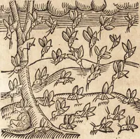 An illustration from Prodigiorvm ac ostentorvm chronicon : quae praeter naturae ordinem, motum, et operationem, et in svperioribus & his inferioribus mundi regionibus, ab exordio mundi usque ad haec nostra tempora, acciderunt ... (1557)