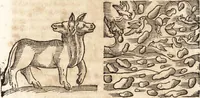An illustration from Prodigiorvm ac ostentorvm chronicon : quae praeter naturae ordinem, motum, et operationem, et in svperioribus & his inferioribus mundi regionibus, ab exordio mundi usque ad haec nostra tempora, acciderunt ... (1557)